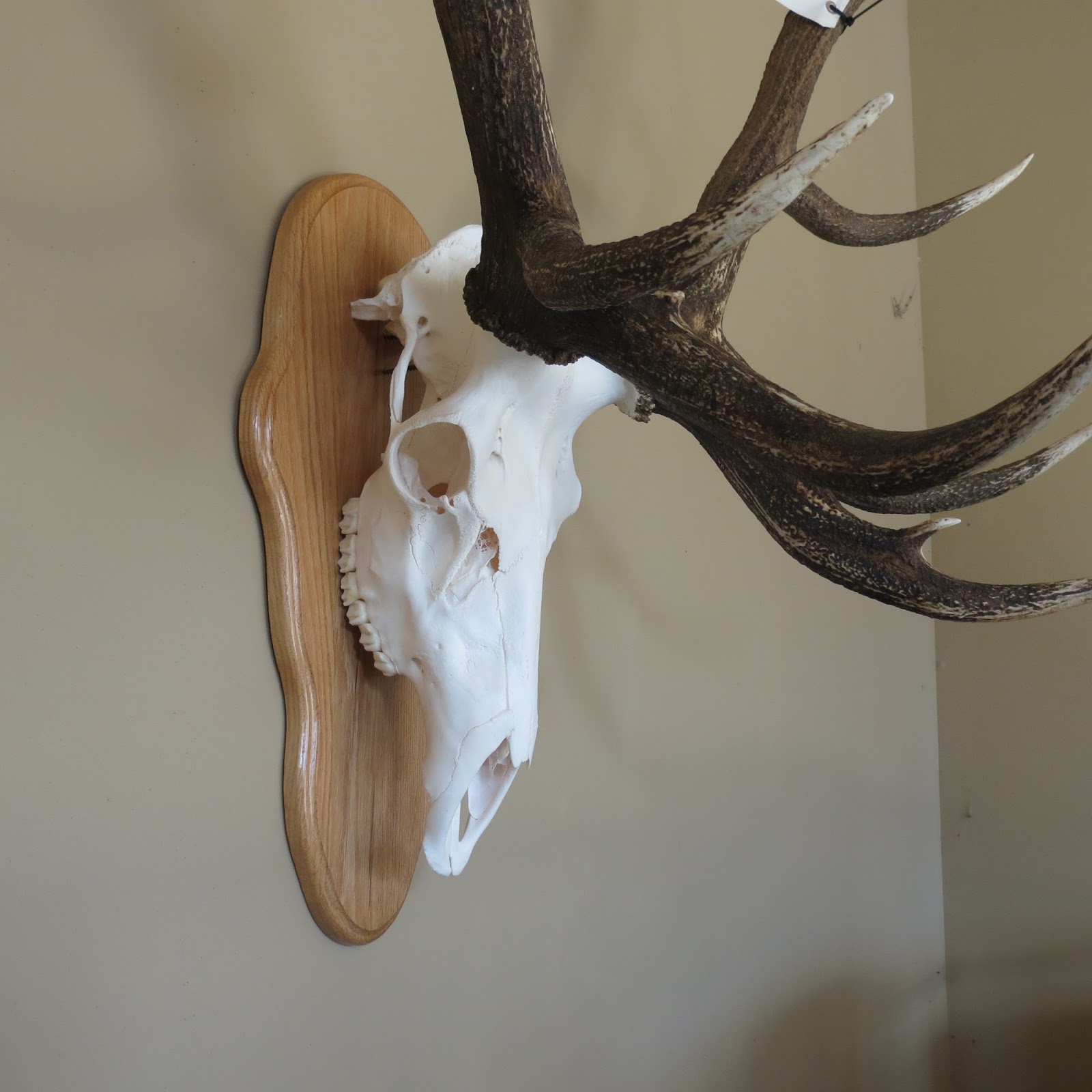 Marsh Taxidermy Elk Skulls