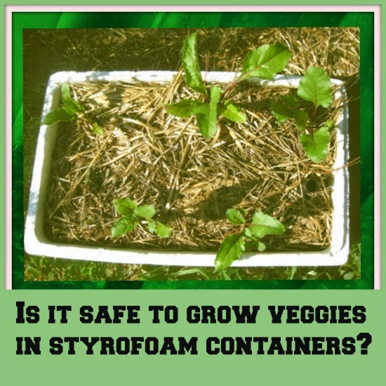Going Grey and Slightly Green Is it safe to grow veggies in styrofoam