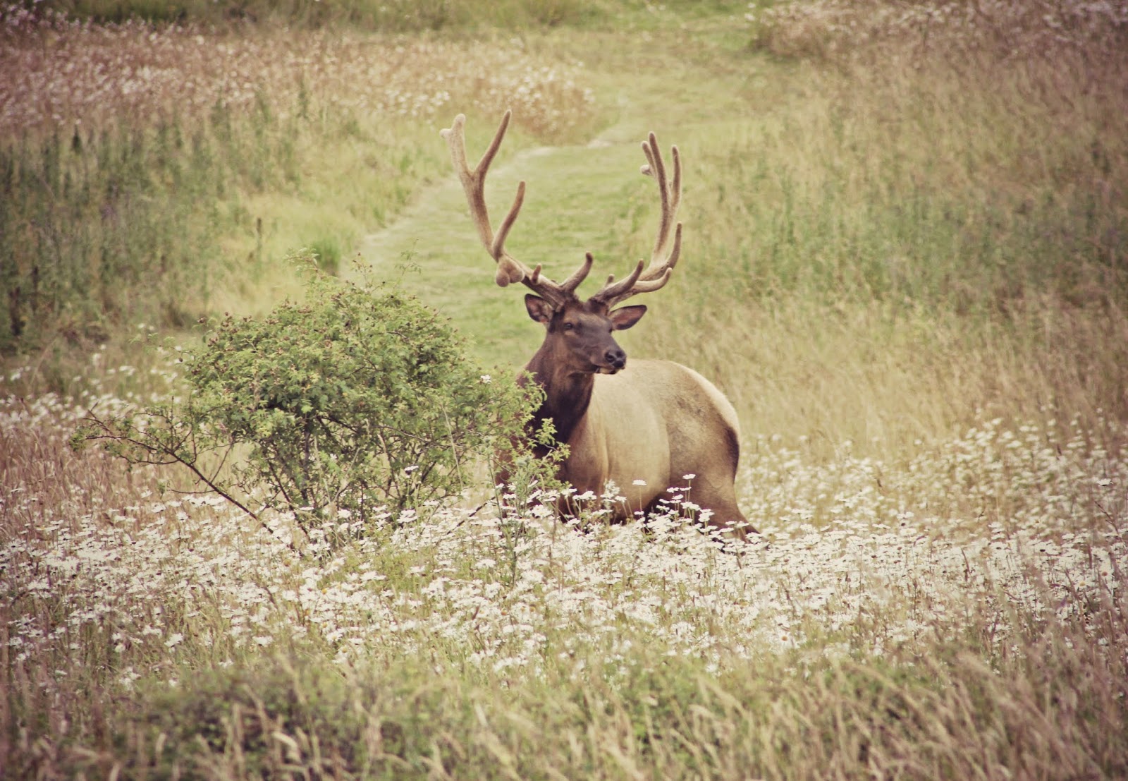 Three BCs and.. Elk Heights Trail