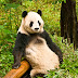 Fondo de Pantalla Animales Oso panda posando
