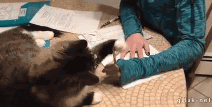 Funny cats - part 191, funny cat gifs, best funny cat gif, cat gif gallery