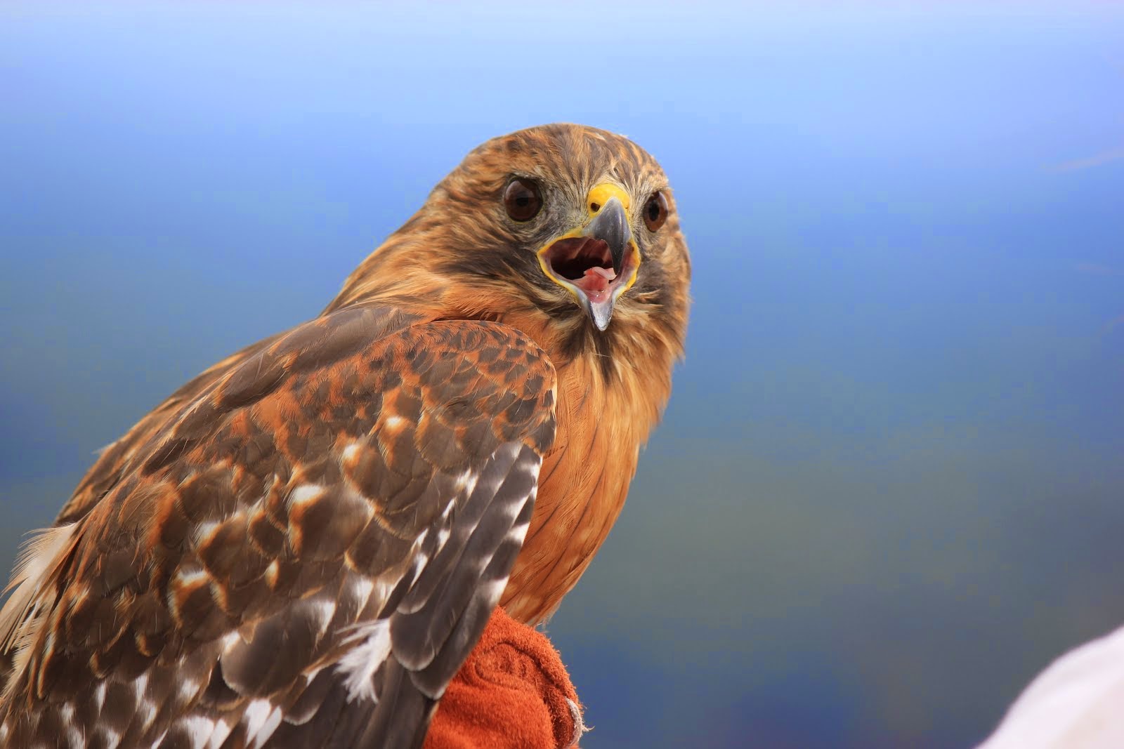 Red-shouldered hawk