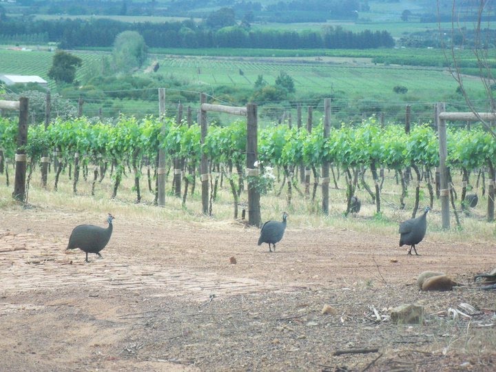 cries, bird sounds .