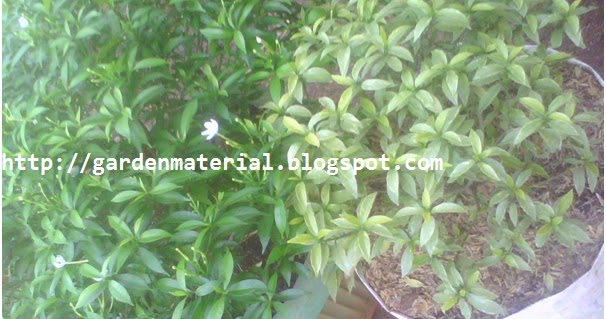 Jenis Melati Jepang Mini Dan Cara Berkembang Biaknya Landscaping