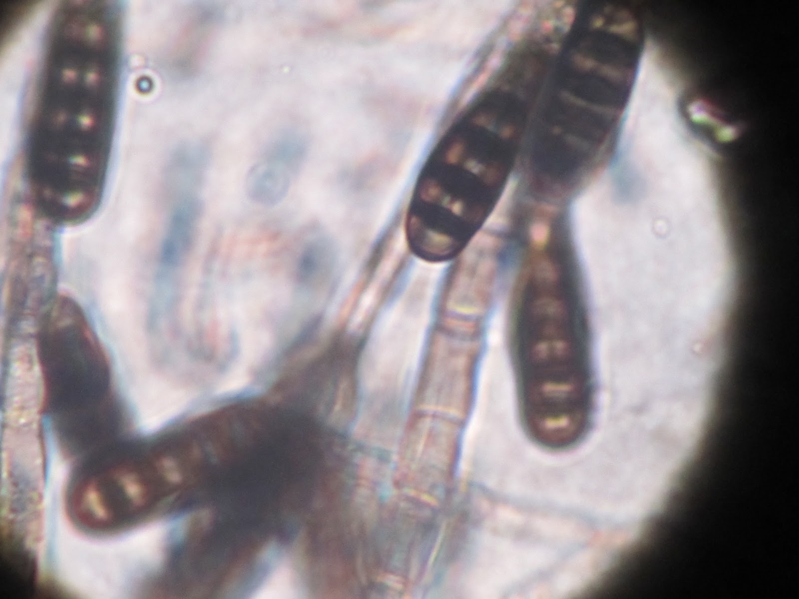 Lauren Kalns's PLPA 631 Lab Notes October 3 Lab