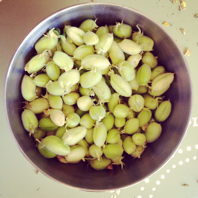 all kinds of yum fresh green garbanzo beans