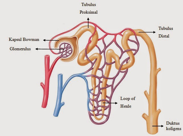 View Buatlah Diagram Sistem Pencernaan Manusia Beserta Fungsinya Background