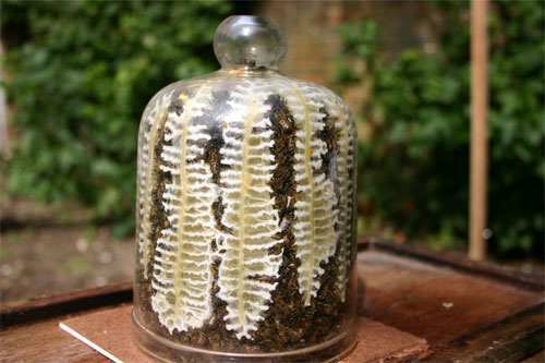 Bee Jar