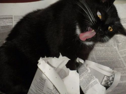 Foto de gato leyendo