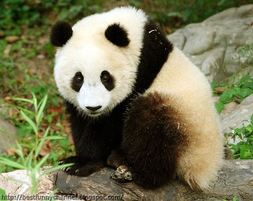Cute and funny pictures of animals 67. Pandas 6.