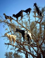 north african piebald arboreal goats