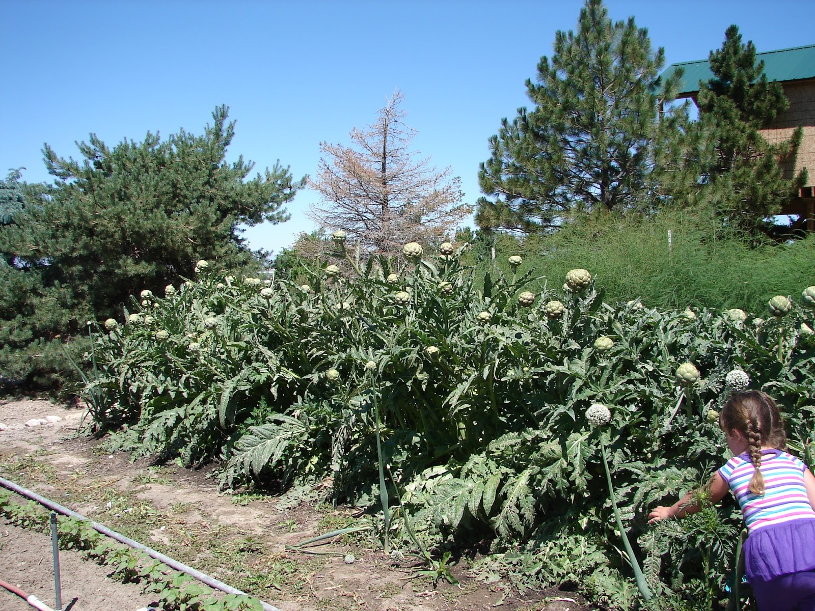 New Utah Gardener Will Artichoke Plants OverWinter In Utah?