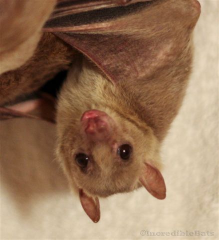 Bat Up Close