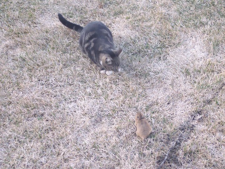 Come out when you're happy Gopher Wars round one