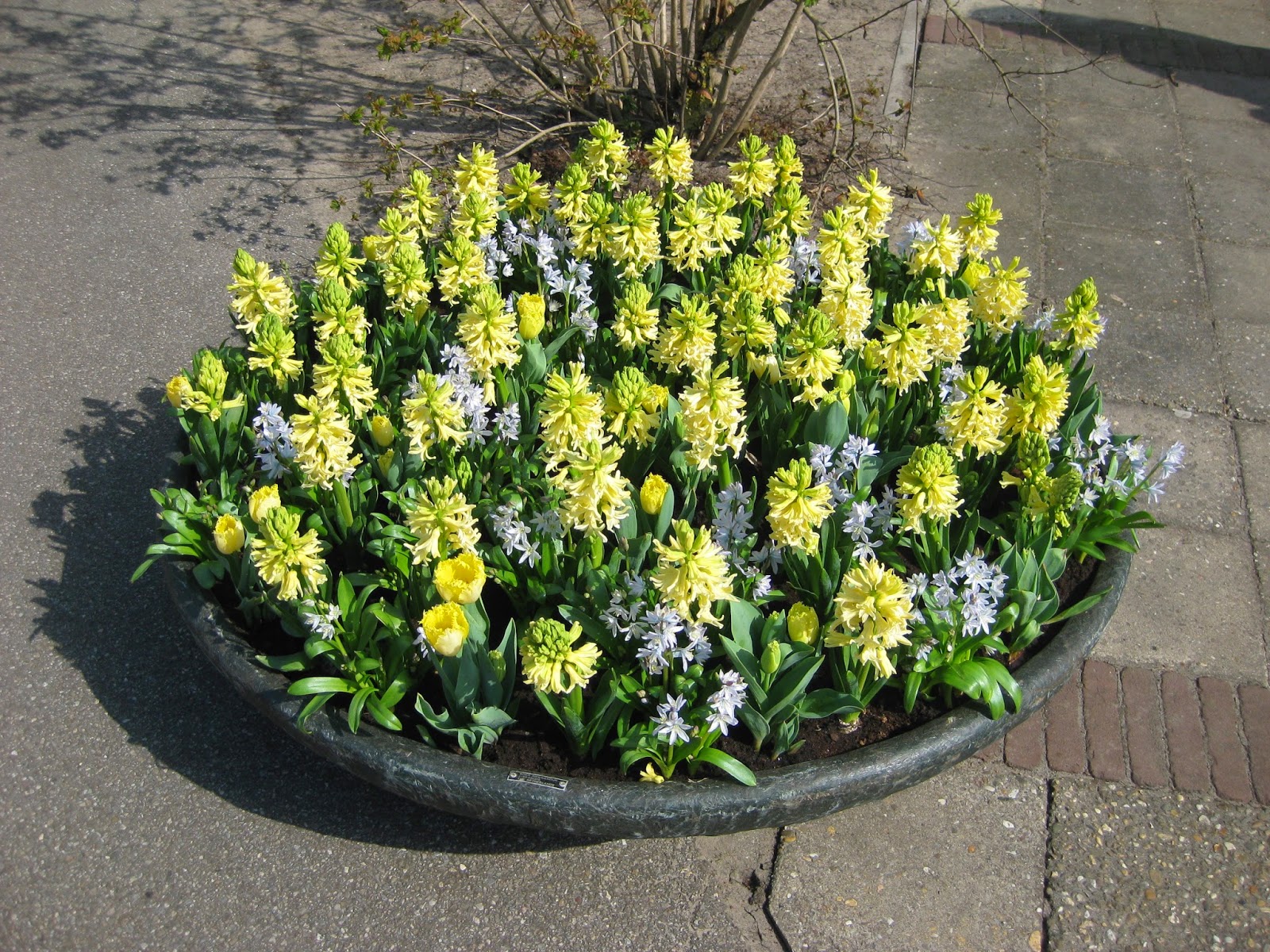 Caryopteris X Clandonensis First Choice Garden Design Ideas