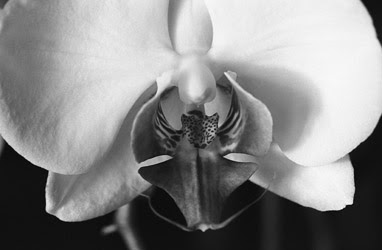 Progetto vajra perle nel tempo immagini foto art gallery incontri meditazione contemplazione zen orchidea