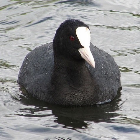 Coot on the pool