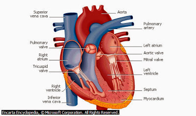 Beberapa Makanan yang dapat Menyehatkan Jantung