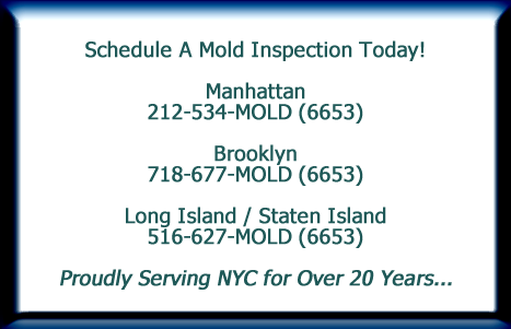 Schedule a NYC Mold Inspection Service Today!