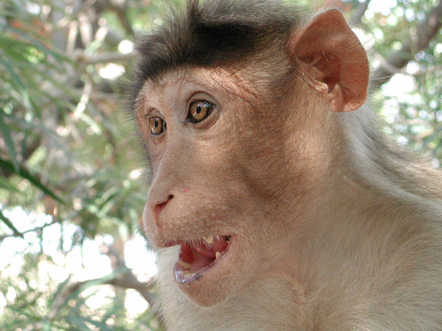 Funny Monkey Face New Photos 2012 | Funny Animals