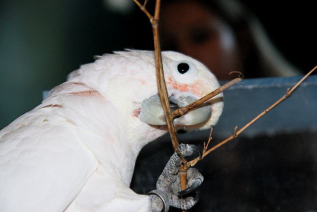 Cockatoo filmed making tools from twigs, wood and cardboard to reach nut