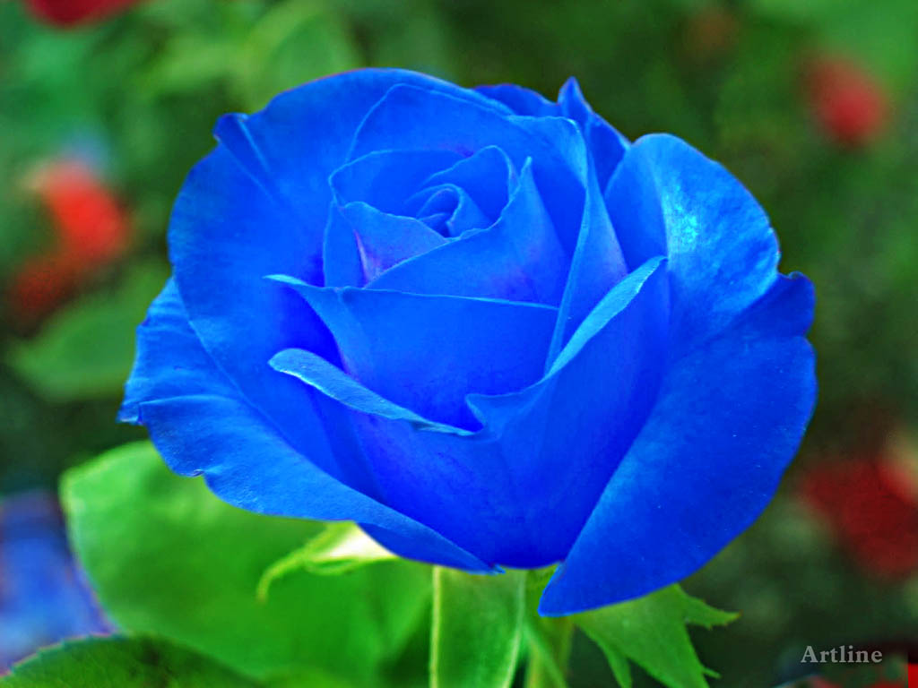 Artline : Feel The Creation!: Blue Rose With Green Leaf HD Wallpaper