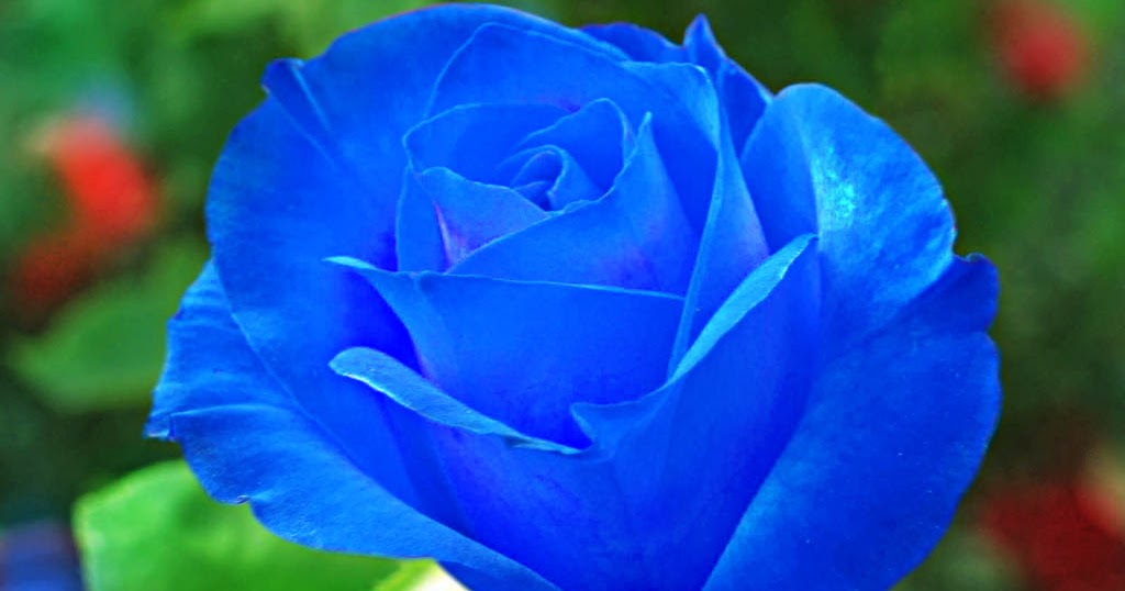Blue Rose With Green Leaf HD Wallpaper ~ Artline : Feel The Creation!
