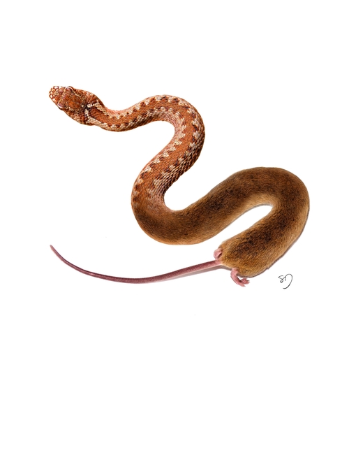 01-Snake-Mouse-Sarah-DeRemer-You-Are-what-You-Eat-Photo-Manipulation-www-designstack-co