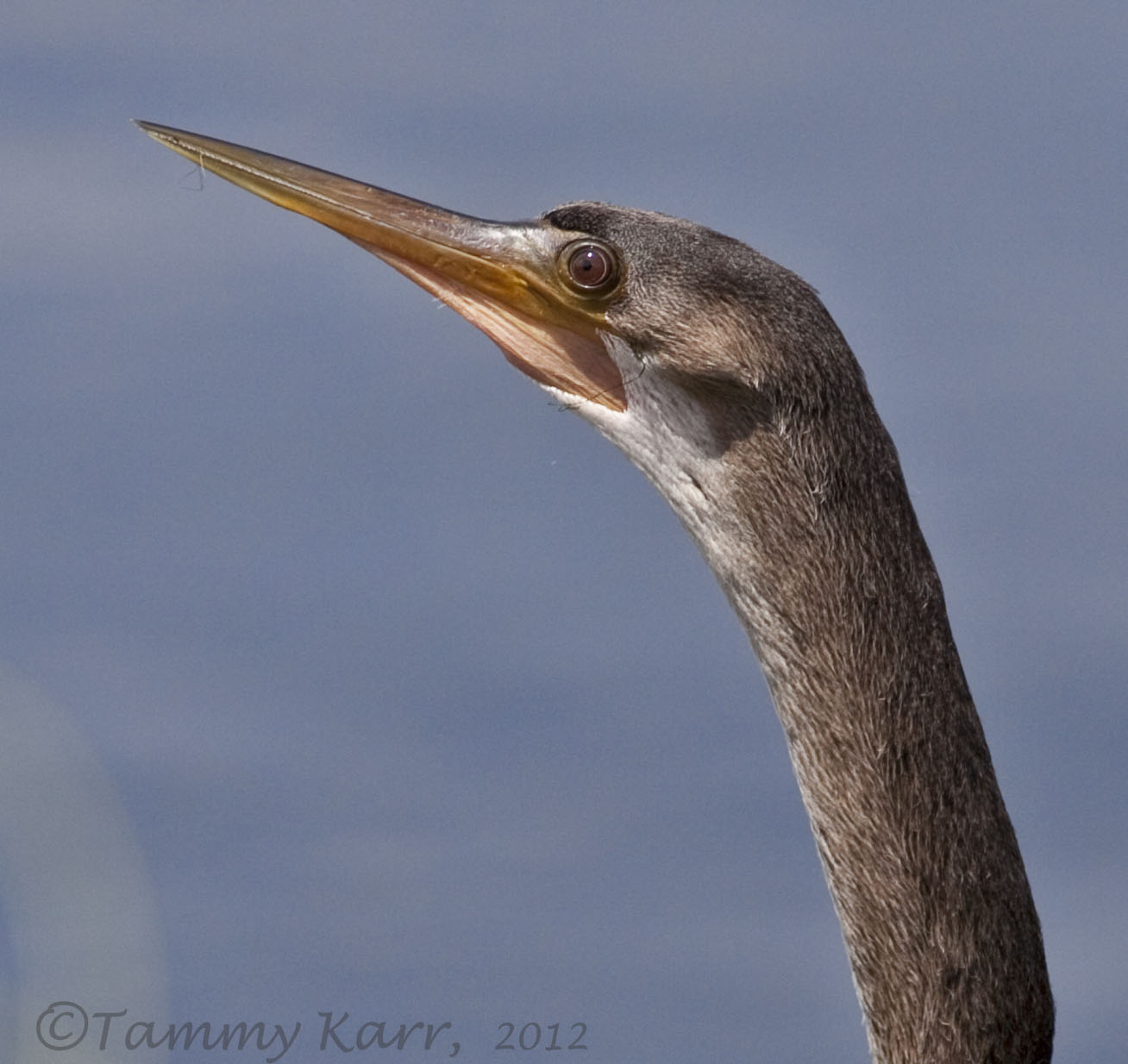 i heart florida birds Cormorants & Anhingas