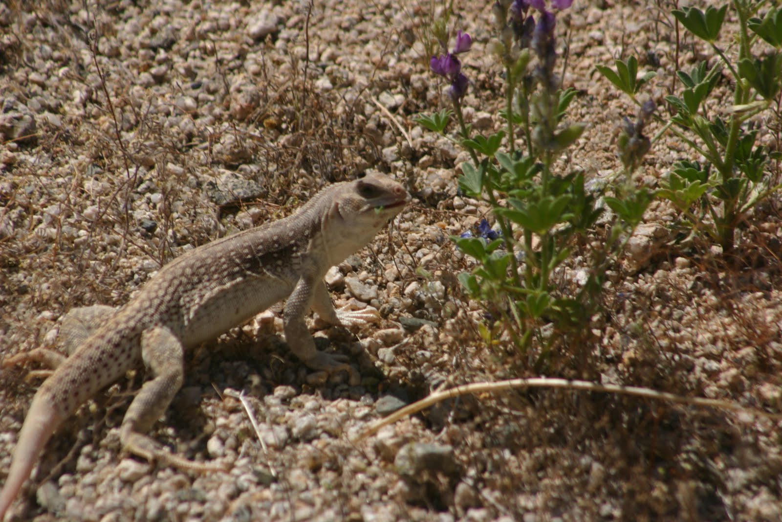 Cannundrums Desert Iguana
