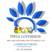 PSITA LOVEBIRDS