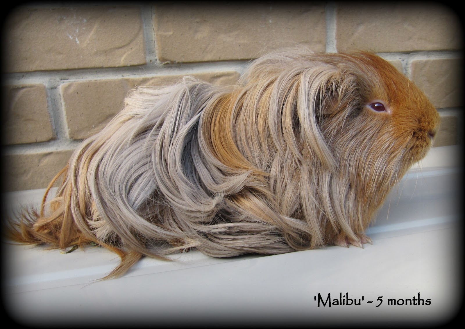 All Things Guinea Pig The heat claims 4 lives.