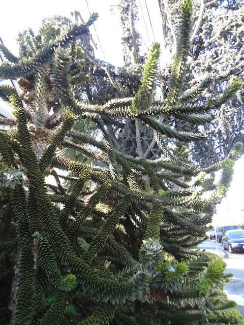 monkey puzzle tree