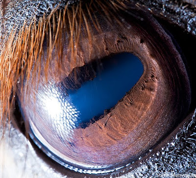 Animal eyes by Suren Manvelyan Seen On www.coolpicturegallery.us
