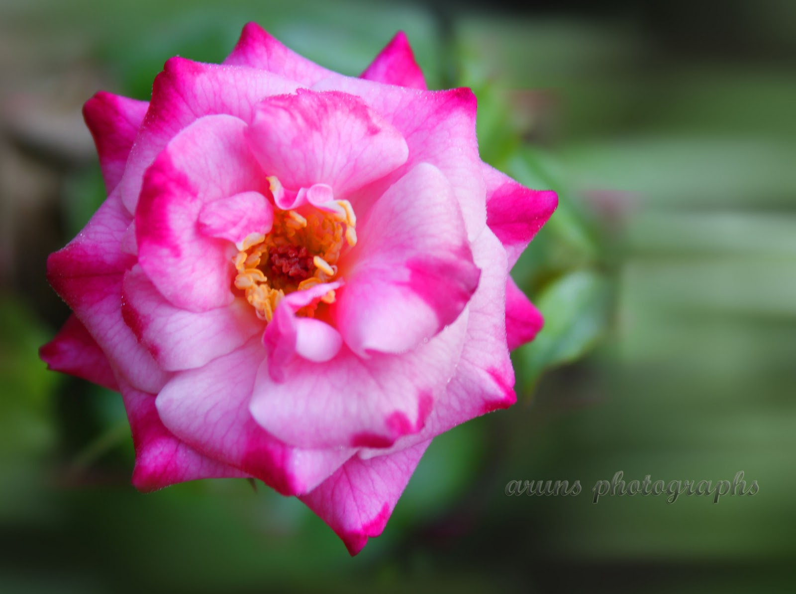 Myclicks kerala rose