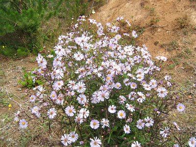 Pushing+up+daisies+film