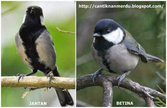 Budidaya Burung Burung Gelatik Wingko (GalWing) jantan