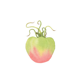 watercolor, watercolor tomato, watercolor vegetables, Anne Butera, My Giant Strawberry