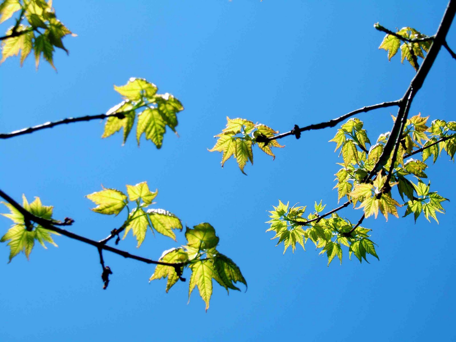 Field Biology In Southeastern Ohio Sumacs Of Ohio