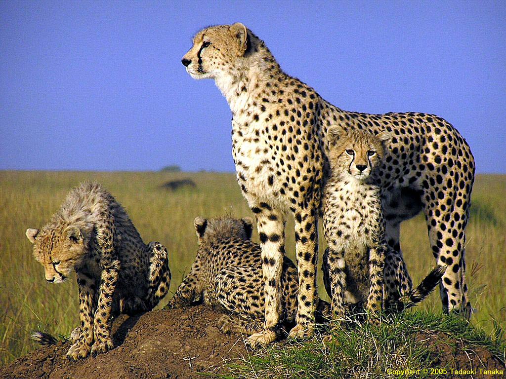 Wildlife of the World: Cheetah Wallpapers Desktop 2012