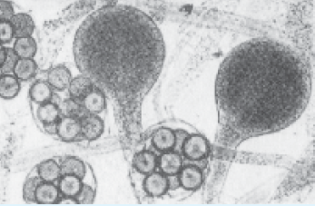 Jamur Air Oomycota Ciri Ciri Contoh Reproduksi Peranan Oomycota Jamur Air
