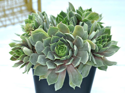 Sempervivum 'Pacific Blue Ice' Sempervivum 'Pacific Blue Ice'