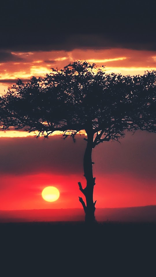 Sunset African Tree Savannah Android Wallpaper