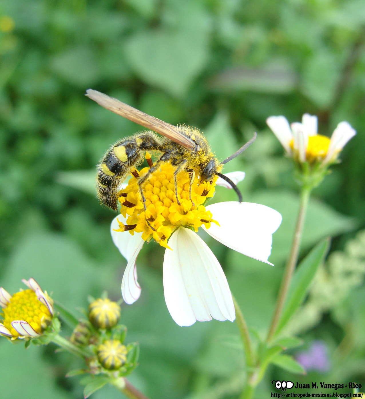 ARTHROPODA MEXICANA Avispa Scoliidae