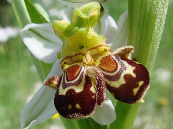 الزهور التي تخدع ذكور النحل Orkida+02