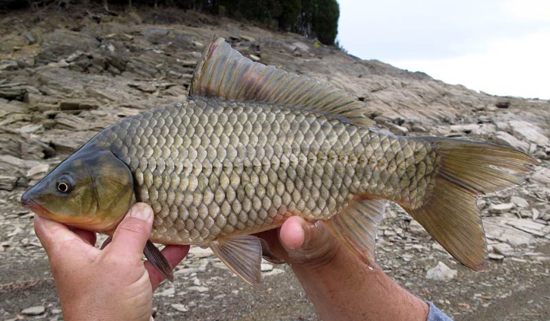 HybridCommonCarpGoldfishDouglasReservoir