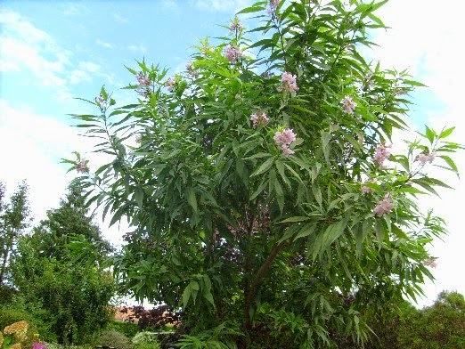 Life Between The Flowers Evergreen Photinia Red Robin For