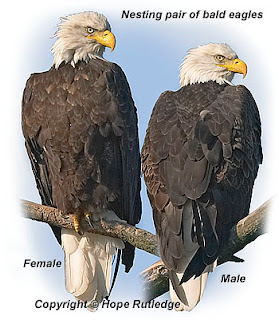 symbol for female bird symbol for female bird