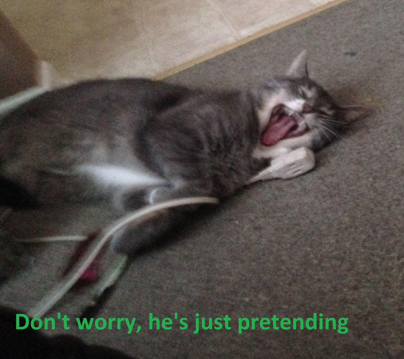 If these cats could talk Cat Ailments A to Z Electrocution