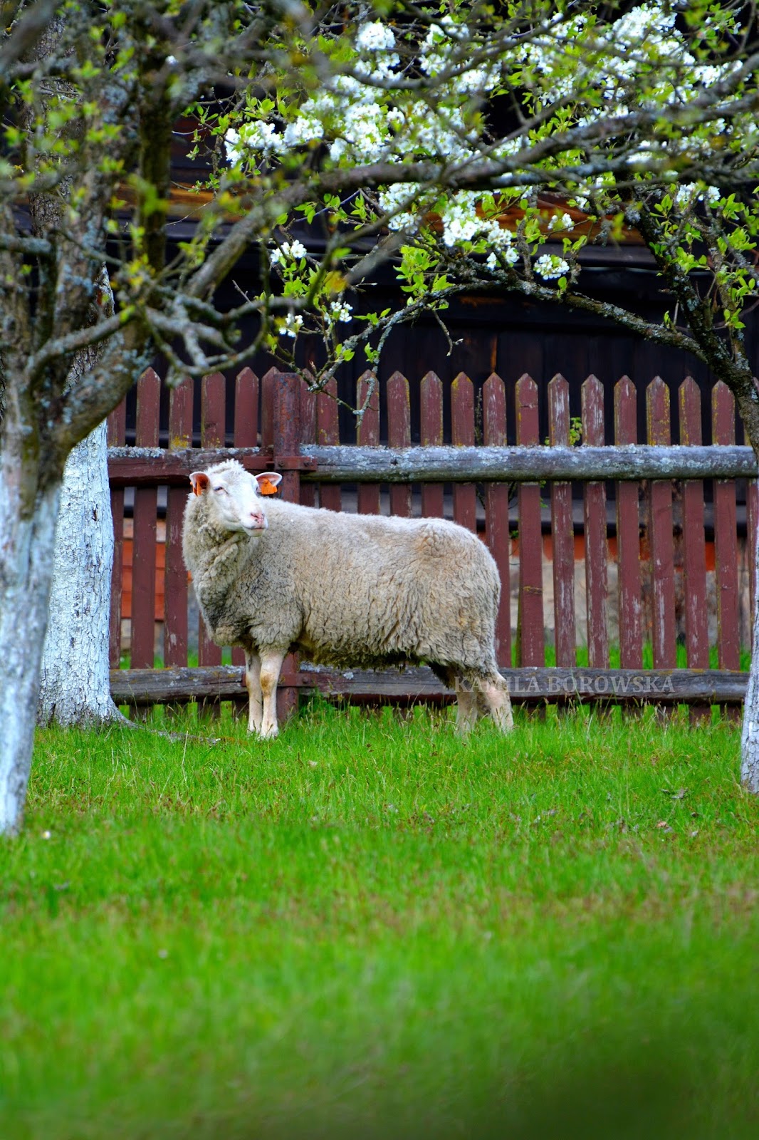 DSC_0320.JPG